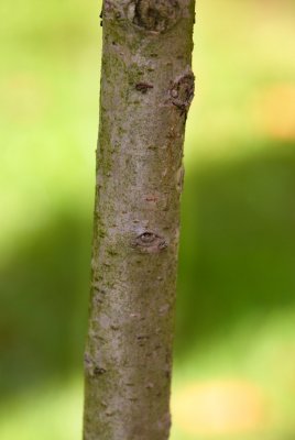 Crataegus monogyna 'Compacta' - hloh jednosemenný - kůra